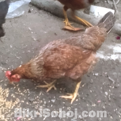 দেশি মুরগী